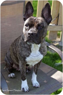 Cleveland, OH - American Staffordshire Terrier. Meet Zaza a Dog ...