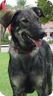 german shepherd irish wolfhound mix