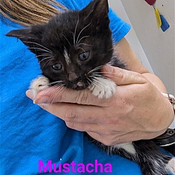Photo of Mustacha