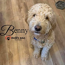 Thumbnail photo of Benny - No Longer Accepting Applications #4