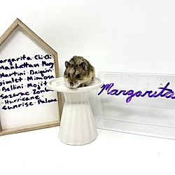 Photo of Margarita