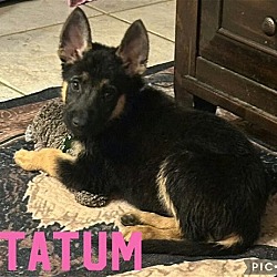 Photo of Tatum *