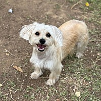 adopt-pet