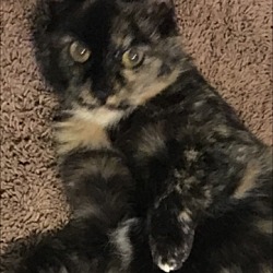 Thumbnail photo of Paisley-DECLAWED SWEET Adult #1