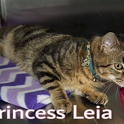 Thumbnail photo of Princess Leia #2