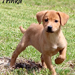 Thumbnail photo of Trinka~adopted! #1