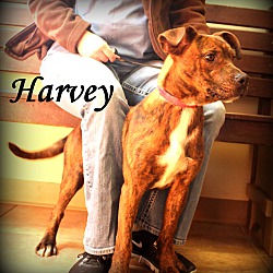 Thumbnail photo of Harvey ~ meet me! #3