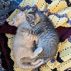 bonded pet photo