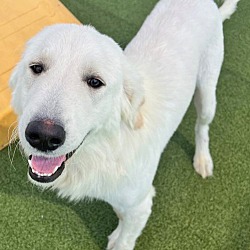 Photo of Pearl