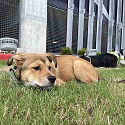 Photo of Hank