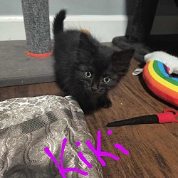 Thumbnail photo of Kiki #1