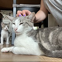adopt a pet