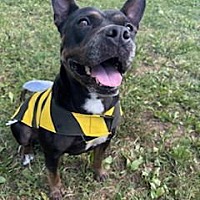 adopt a pet