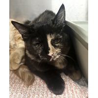 adopt-pet