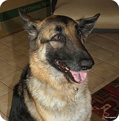 Phoenix, AZ - German Shepherd Dog. Meet Jackie O a Pet for Adoption ...