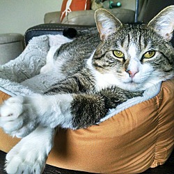 Thumbnail photo of Jordy~ The Dream Cat #1