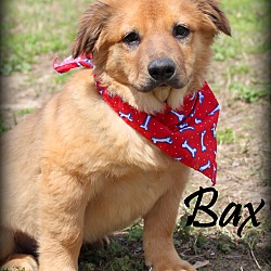 Thumbnail photo of Bax~adopted! #2