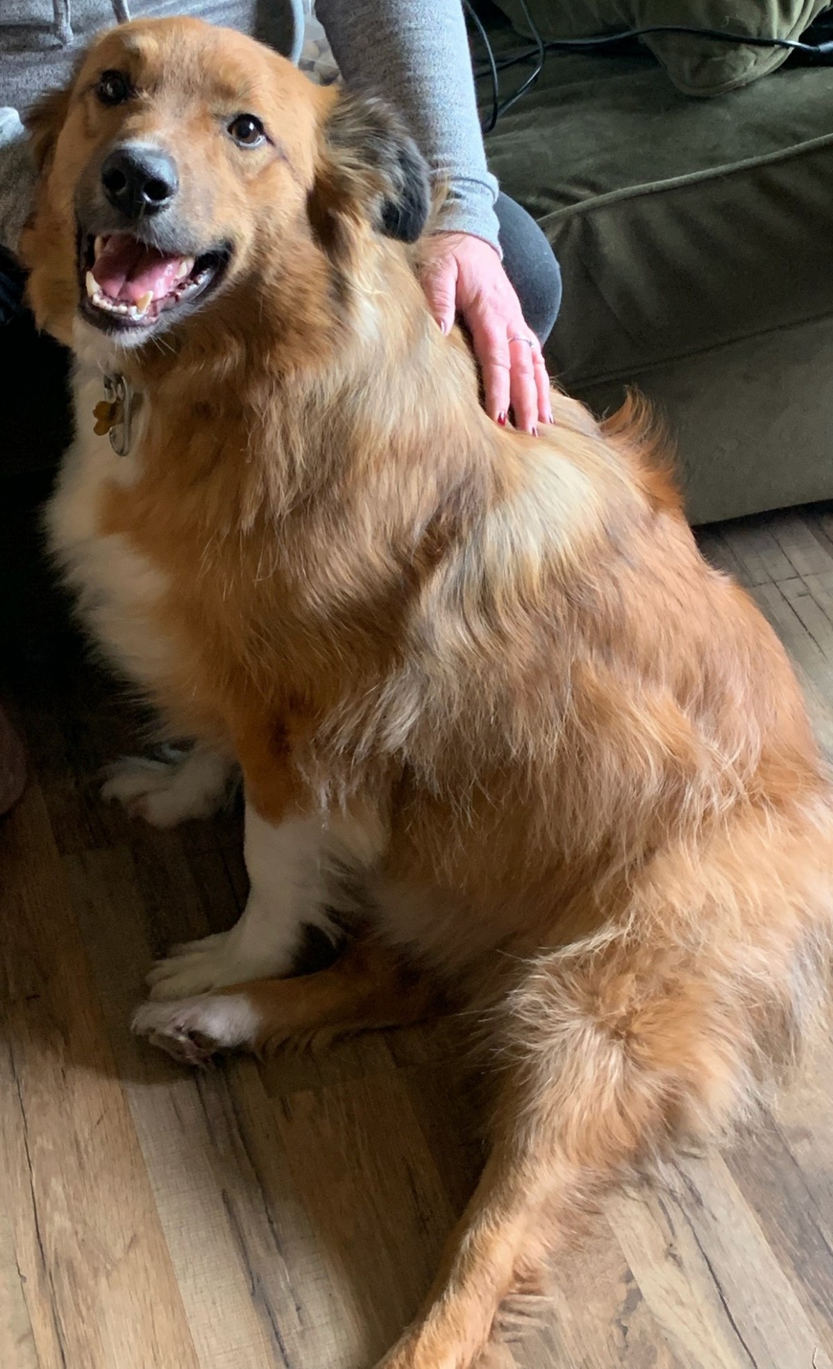 San Jose Ca Australian Shepherd Meet Levi A Pet For