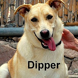 Photo of Dipper