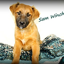 Thumbnail photo of Sam Winchester~adopted! #2