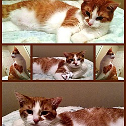 Thumbnail photo of Amelia Ginger #2