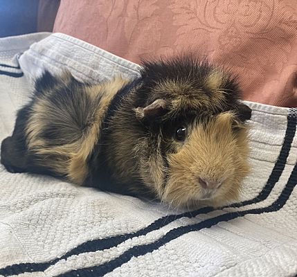 Quakertown, PA - Guinea Pig. Meet Mando Bonded Pair a Pet for Adoption ...