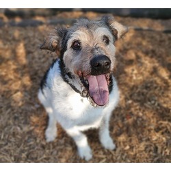 Photo of RANGER