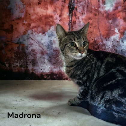 Photo of Madrona
