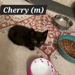 Thumbnail photo of Cherry #2