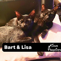 Thumbnail photo of Bonded Pair Bart & Lisa #1