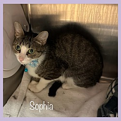 Thumbnail photo of SOPHIA #4