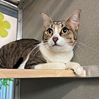 adopt a pet