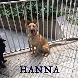 Thumbnail photo of Hanna * Adoption Pending* #1