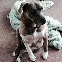 Cane Corso Puppies For Sale In Jacksonville Florida