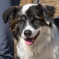 salina animal shelter salina animal shelter