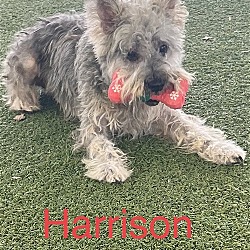Photo of Harrison