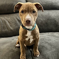 Photo of Raptor