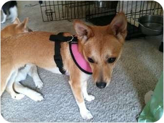 Encino Ca Shiba Inu Meet Cassie A Pet For Adoption