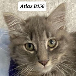 Photo of Atlas B156