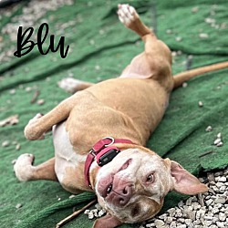 Thumbnail photo of Blu #2