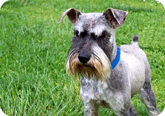 Allentown, PA - Miniature Schnauzer. Meet GUS a Pet for Adoption.