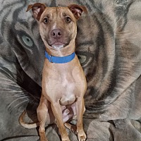 adopt a pet