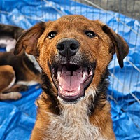 adopt a pet