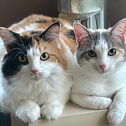 bonded pet photo