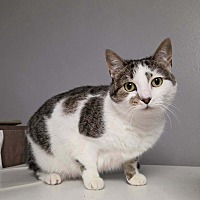 CRANBERRY (AKA BETTY) - Domestic Shorthair available for adoption