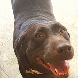 Thumbnail photo of Truly - chocolate Lab #2