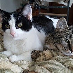 Thumbnail photo of Cleo and Bubbles #3