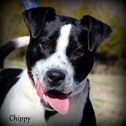 Thumbnail photo of Chippy ~ meet me! #3