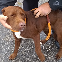 Photo of Tucker-Rescue hold