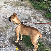 Cane Corso Puppies For Sale In Texas Adoptapetcom